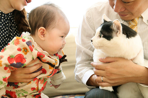 お宮参り写真 自宅 新田神社 猫と赤ちゃん、かわいい、温かい写真