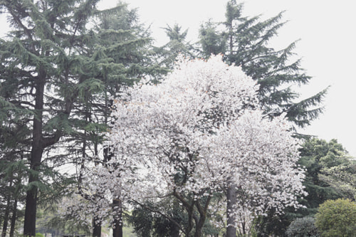 砧公園 桜