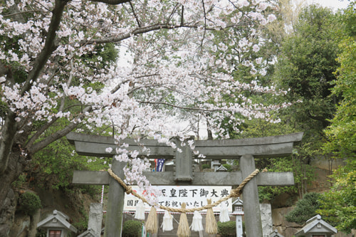 師岡熊野神社と桜