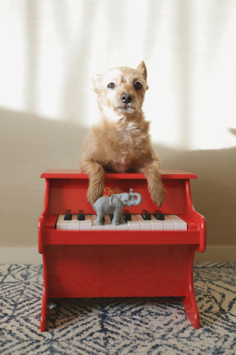 VILACのピアノと犬