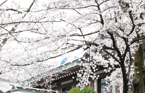 桜咲く靖国神社で出張撮影
