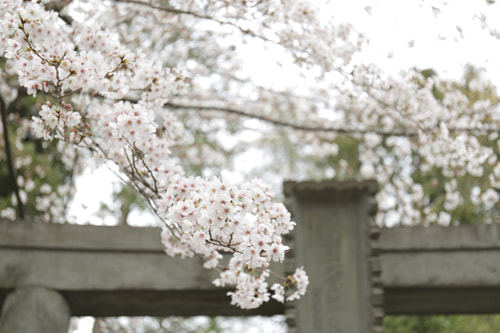 師岡熊野神社と桜