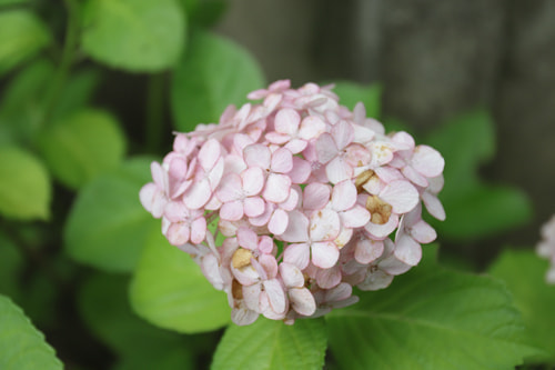 溝口神社の紫陽花