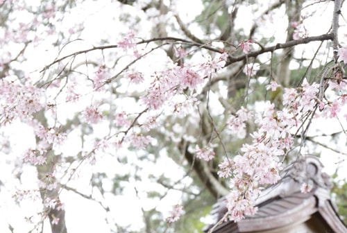 しだれ桜が綺麗な稲毛浅間神社