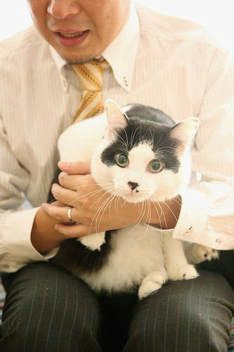 お宮参り写真 自宅 新田神社 猫