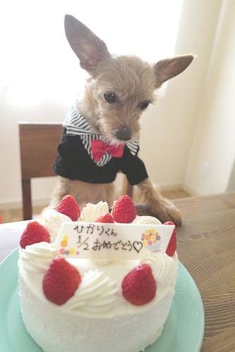 ハーフバースデー