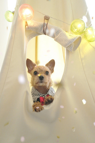 ハーフバースデー