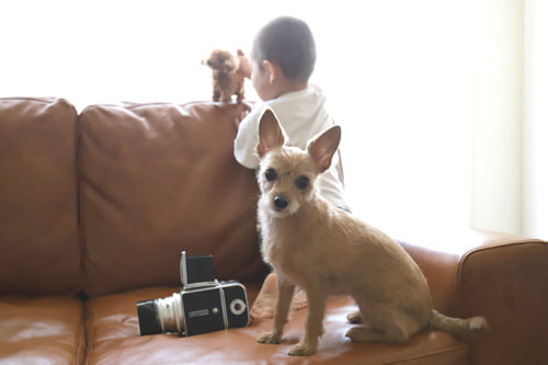 子供と犬