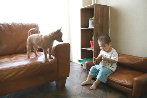 子供と犬２