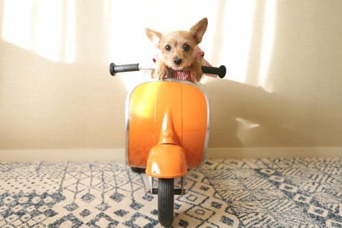 ベスパに乗る犬