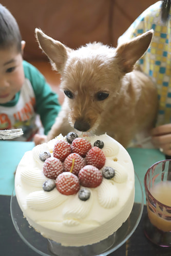 5歳バースデーフォト