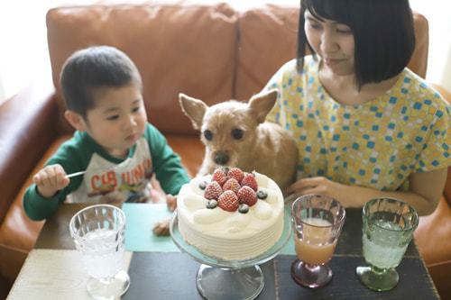 犬の誕生日