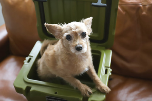 クーラーボックス