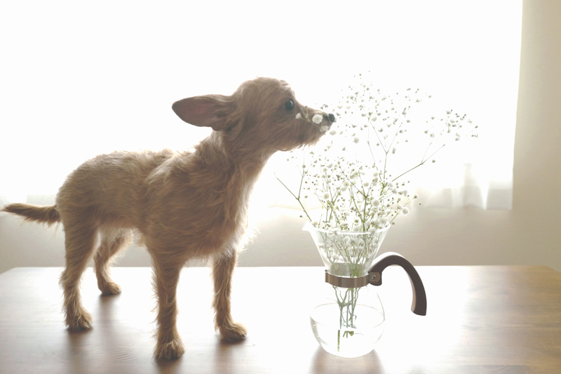 ボンジュールフォト 撮影料金