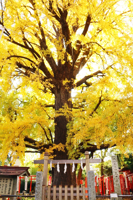 雑司ヶ谷・鬼子母神堂 撮影許可