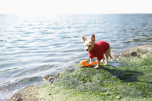 EOS 5D Mark IV｜作例｜犬と海