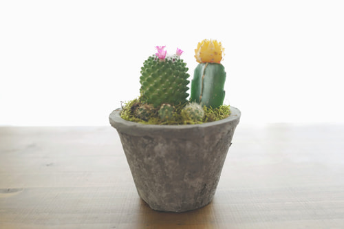 LeicaQ typ116 Summilux28mm F1.7 ASPH｜作例｜多肉植物