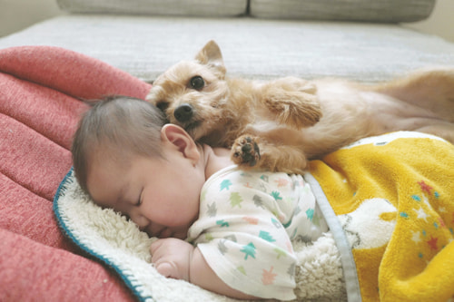 LeicaQ typ116 Summilux28mm F1.7 ASPH｜作例｜犬と赤ちゃん