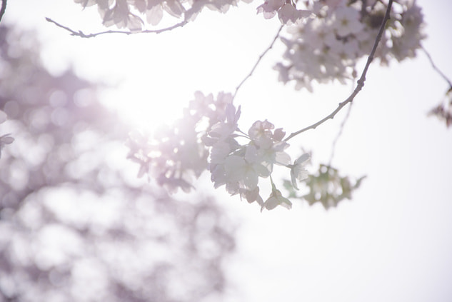 桜をおしゃれに撮る｜逆光
